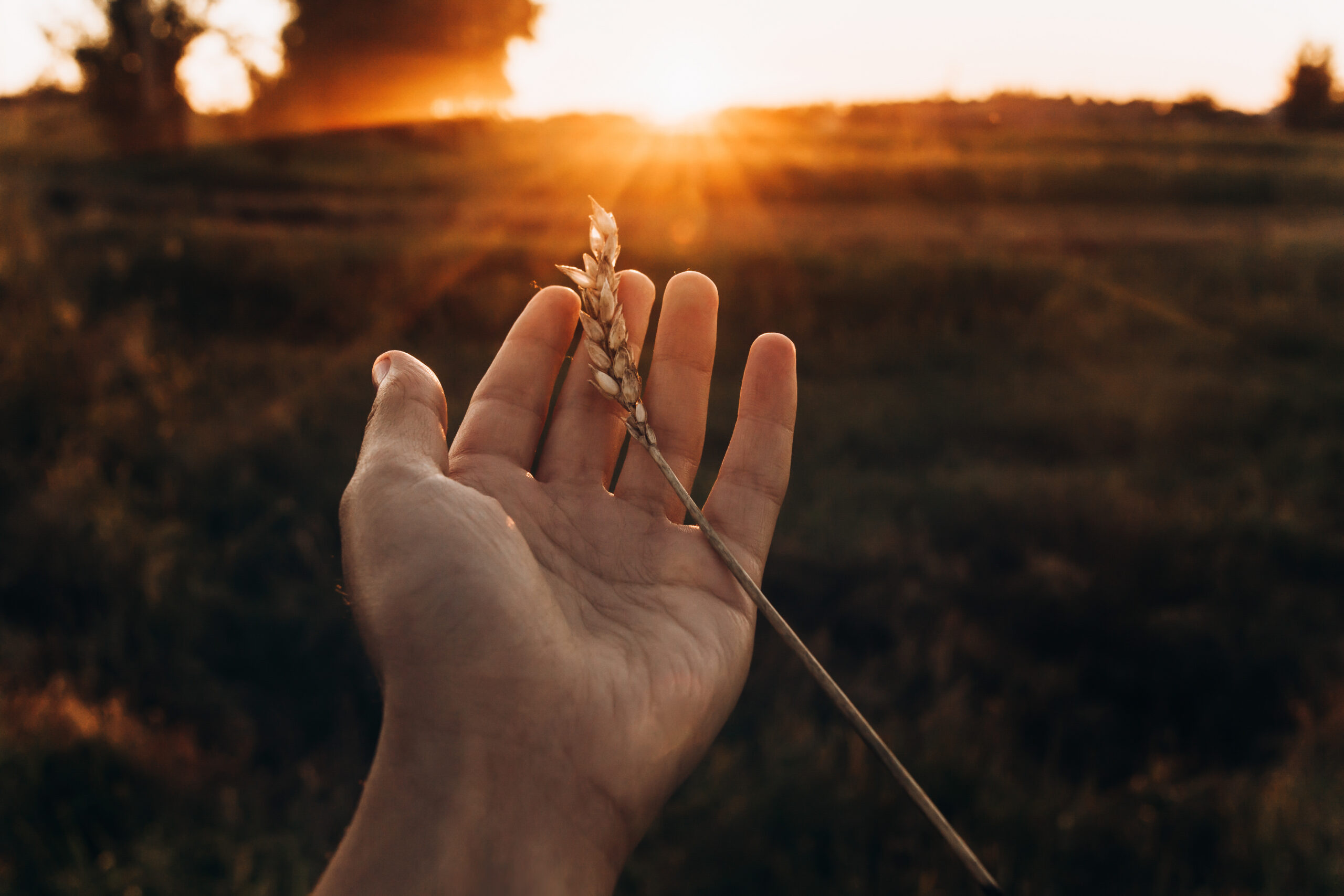 earth day concept. ear in hand in sunset rays in summer evening